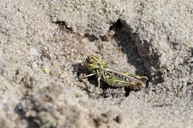 Attēlu rezultāti vaicājumam “Myrmeleotettix maculatus”