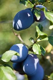 Attēlu rezultāti vaicājumam “Prunus domestica subsp. domestica fruit”