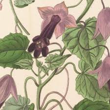 Attēlu rezultāti vaicājumam “Hippuridaceae”