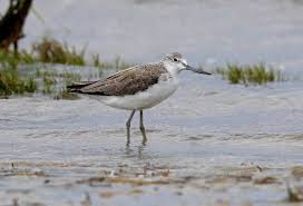 Attēlu rezultāti vaicājumam “Tringa nebularia adult”