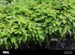 Attēlu rezultāti vaicājumam “Hypnum cupressiforme”