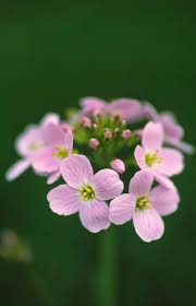 Attēlu rezultāti vaicājumam “Cardamine pratensis”
