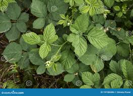 Attēlu rezultāti vaicājumam “Rubus caesius”