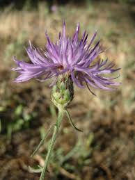 Attēlu rezultāti vaicājumam “Centaurea stoebe fruit”