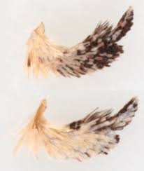 Attēlu rezultāti vaicājumam “Phytometra viridaria”