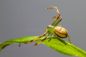 Attēlu rezultāti vaicājumam “Diaea dorsata”