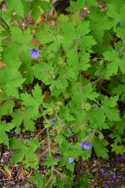 Attēlu rezultāti vaicājumam “Geranium bohemicum”