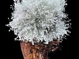 Attēlu rezultāti vaicājumam “Heterotrichia pomiformis (syn. Arcyria pomiformis)”