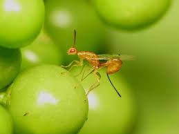 Attēlu rezultāti vaicājumam “Torymidae”