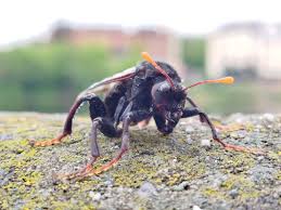 Attēlu rezultāti vaicājumam “Cimbex luteus”