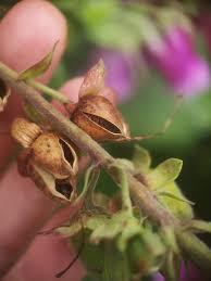 Attēlu rezultāti vaicājumam “Digitalis purpurea fruit”