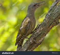 Attēlu rezultāti vaicājumam “Picus canus”