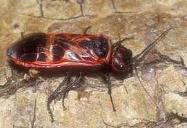 Attēlu rezultāti vaicājumam “Caenolyda reticulata”