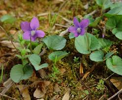 Attēlu rezultāti vaicājumam “Viola epipsila flower”