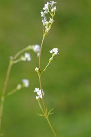 Attēlu rezultāti vaicājumam “Galium schultesii flower”