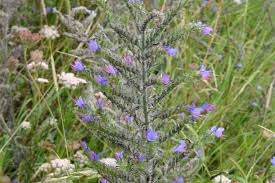 Attēlu rezultāti vaicājumam “Echium vulgare leaf”