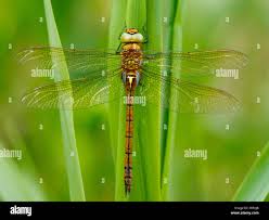 Attēlu rezultāti vaicājumam “Aeshna isoceles”