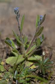 Attēlu rezultāti vaicājumam “Myosotis stricta”