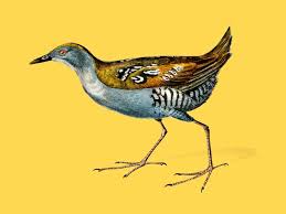 Image result for Porzana pusilla