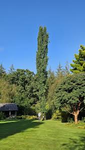 Attēlu rezultāti vaicājumam “Populus tremula”