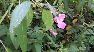 Image result for Impatiens glandulifera