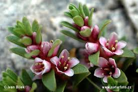 Attēlu rezultāti vaicājumam “Glaux maritima flower”