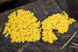 Image result for Fuligo septica