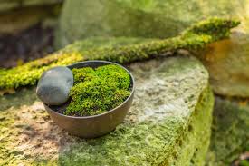 Attēlu rezultāti vaicājumam “moss”