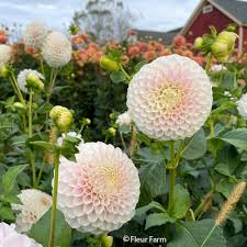 Image result for Dahlia x pinnata `Pompon Lilliput`