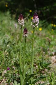 Attēlu rezultāti vaicājumam “Orchis ustulata”