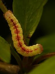 Attēlu rezultāti vaicājumam “Diloba caeruleocephala larva”