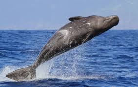 Image result for Physeter macrocephalus