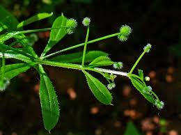 Attēlu rezultāti vaicājumam “Cribraria violacea stalked”