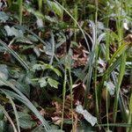 Attēlu rezultāti vaicājumam “Carex pilosa leaf”