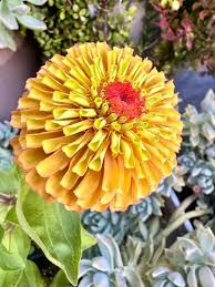 Image result for Zinnia elegans