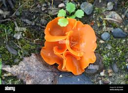 Attēlu rezultāti vaicājumam “Aleuria aurantia”