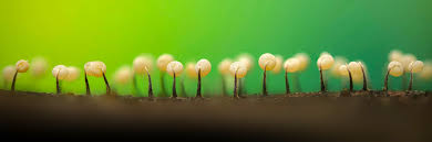 Attēlu rezultāti vaicājumam “Stemonitis foliicola stalked”