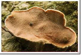 Attēlu rezultāti vaicājumam “Aleurodiscus amorphus”