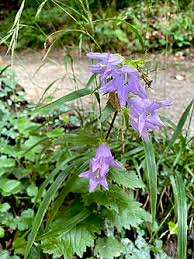 Attēlu rezultāti vaicājumam “Campanula trachelium bud”