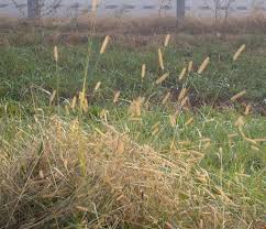 Attēlu rezultāti vaicājumam “Setaria glauca”