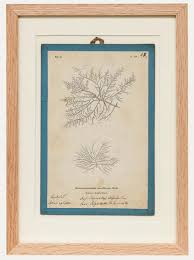 Attēlu rezultāti vaicājumam “Batrachospermum moniliforme”