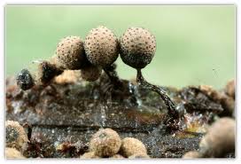 Attēlu rezultāti vaicājumam “Cribraria splendens”