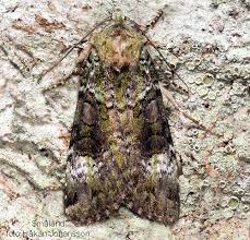 Attēlu rezultāti vaicājumam “Anaplectoides prasina”