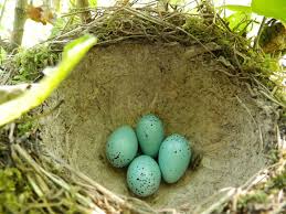 Attēlu rezultāti vaicājumam “Turdus philomelos nest”