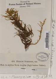 Attēlu rezultāti vaicājumam “Pleurozium schreberi sporophyte”