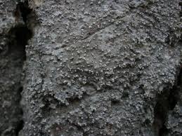 Attēlu rezultāti vaicājumam “Lecanactis abietina”