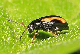 Attēlu rezultāti vaicājumam “Phyllotreta sp.”