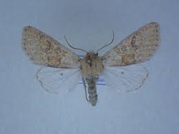 Attēlu rezultāti vaicājumam “Orthosia miniosa”