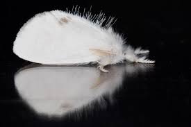 Attēlu rezultāti vaicājumam “Euproctis similis”