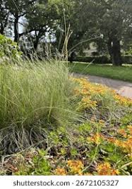 Attēlu rezultāti vaicājumam “Nardus stricta fruit”